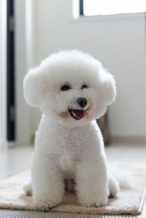Bichon Frise sitting on a rug in a bright modern apartment.